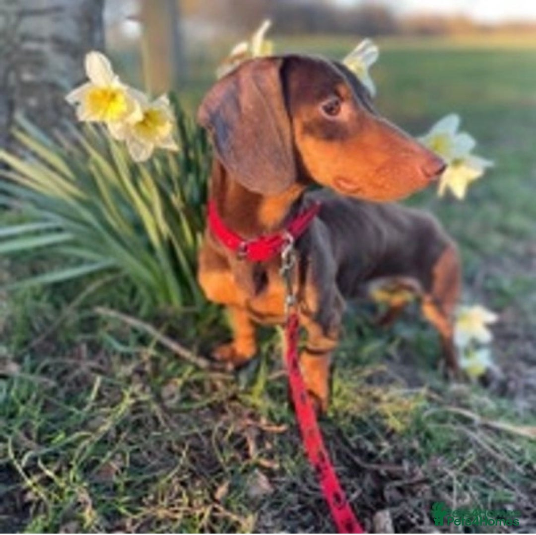 Miniature Dachshund dogs for stud: Experienced Choc & Tan Mini - KC Reg & DNA CLEAR in Romford - Advert 10