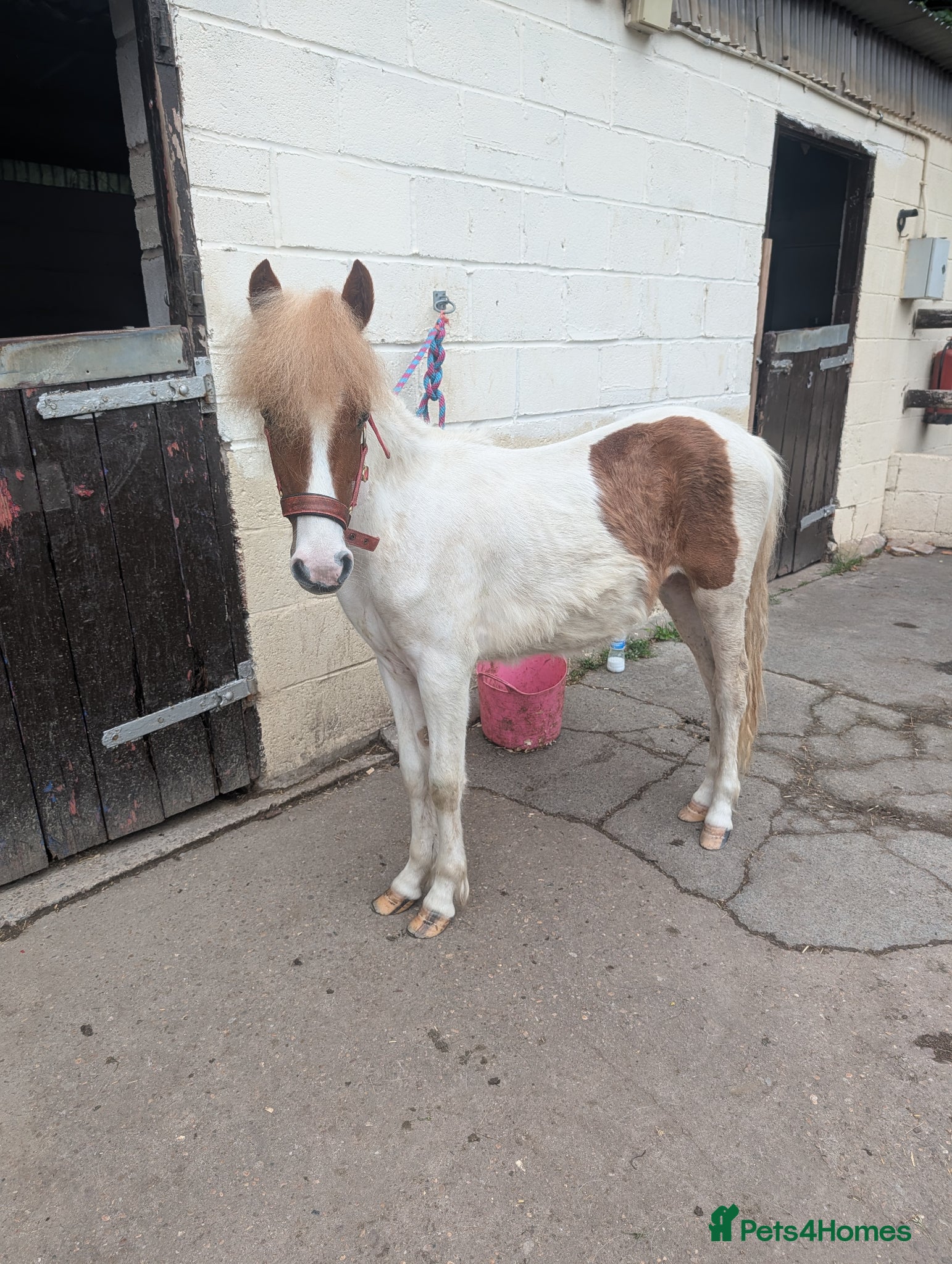 Dartmoor horses 12 hh pony looking for his forever home - Advert 17