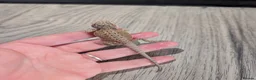Bearded Dragon reptiles for sale: Baby bearded dragons  - Advert 22