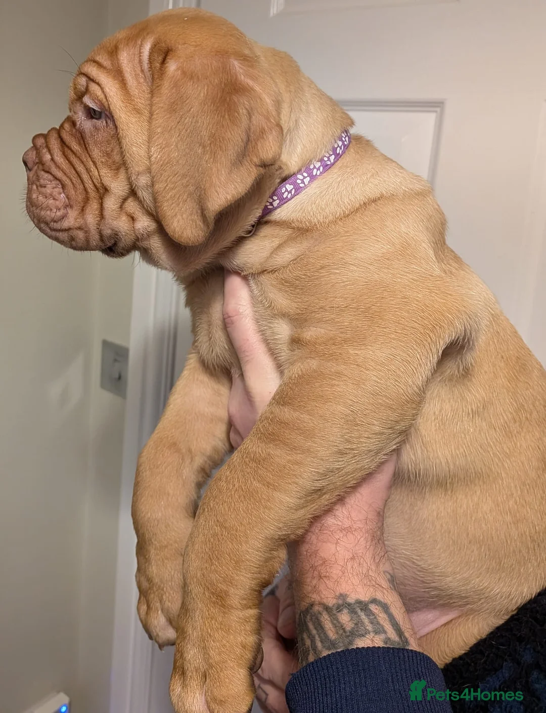 Dogue De Bordeaux dogs for sale: Pedigree chunky pups ready on Tuesday  - Advert 18