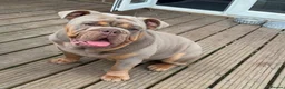 English Bulldog dogs for sale: English bulldog  - Advert 7