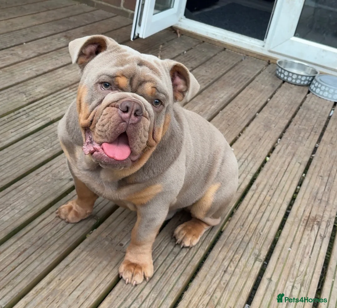 English Bulldog dogs for sale: English bulldog  - Advert 7
