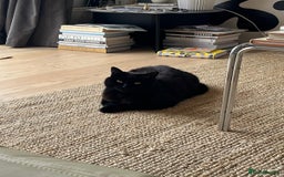 British Shorthair cats for sale: Kuro - Black British Shorthair - Advert 1