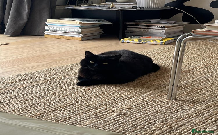 British Shorthair cats Kuro - Black British Shorthair - Advert 7