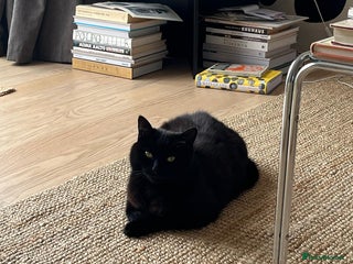 British Shorthair cats for sale: Kuro - Black British Shorthair - Advert 1