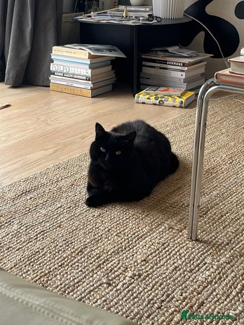 British Shorthair cats Kuro - Black British Shorthair - Advert 1