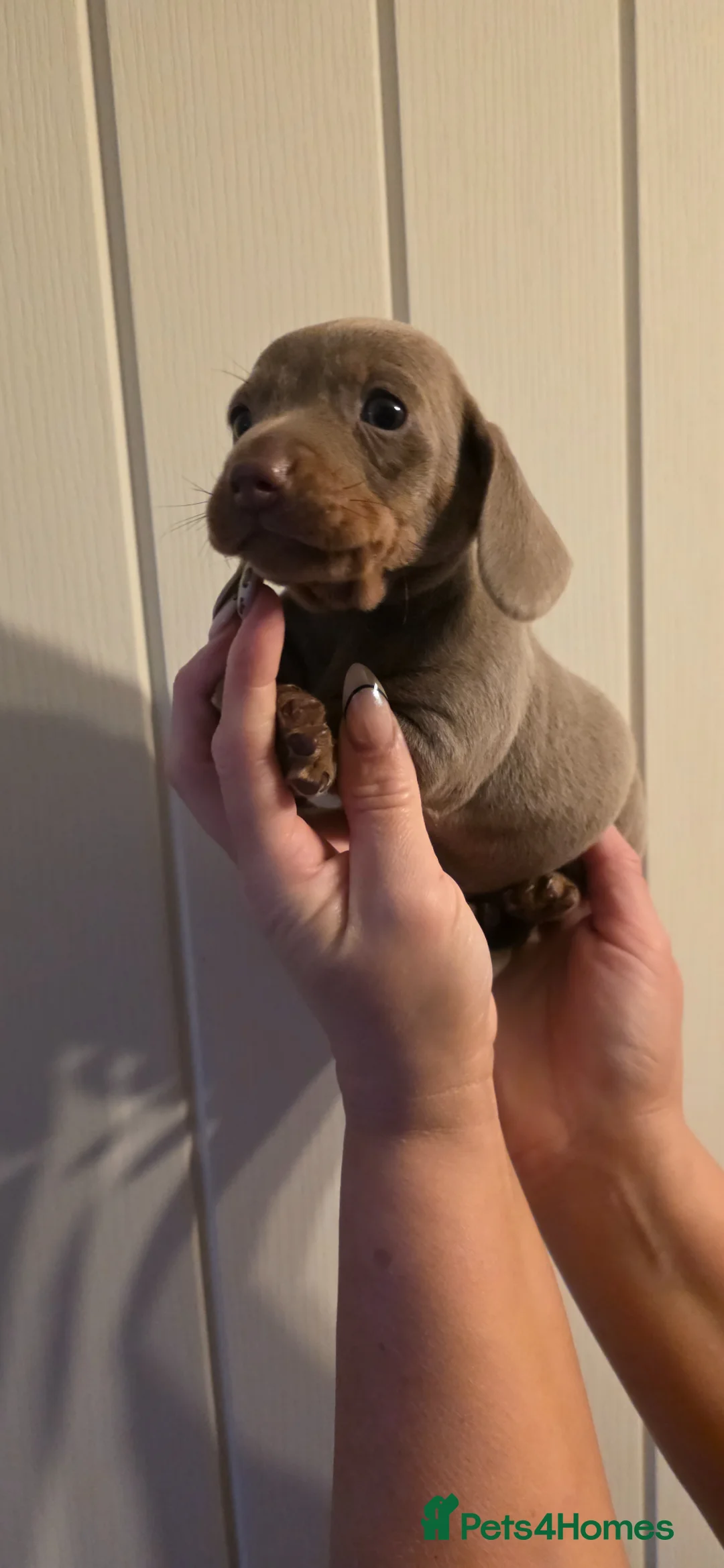 Miniature Dachshund dogs for sale: Miniature dachshund pups  - Advert 5