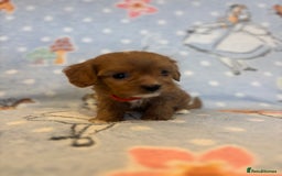 Cavapoo dogs for sale: Beautiful cavapoo pups from family home  - Advert 7