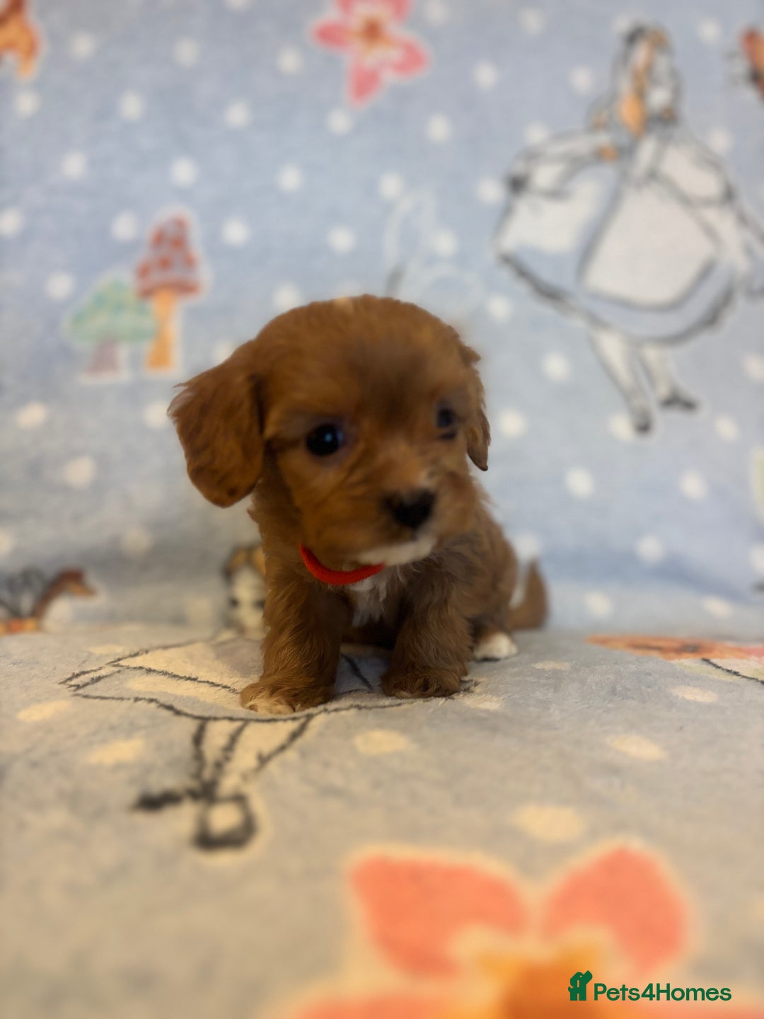 Cavapoo dogs for sale: Beautiful cavapoo pups from family home  - Advert 7