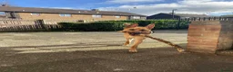 Mixed Breed dogs for sale: Ivor. - Advert 2