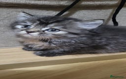 Siberian cats for sale: 9 beautiful Siberian kittens  - Image 12