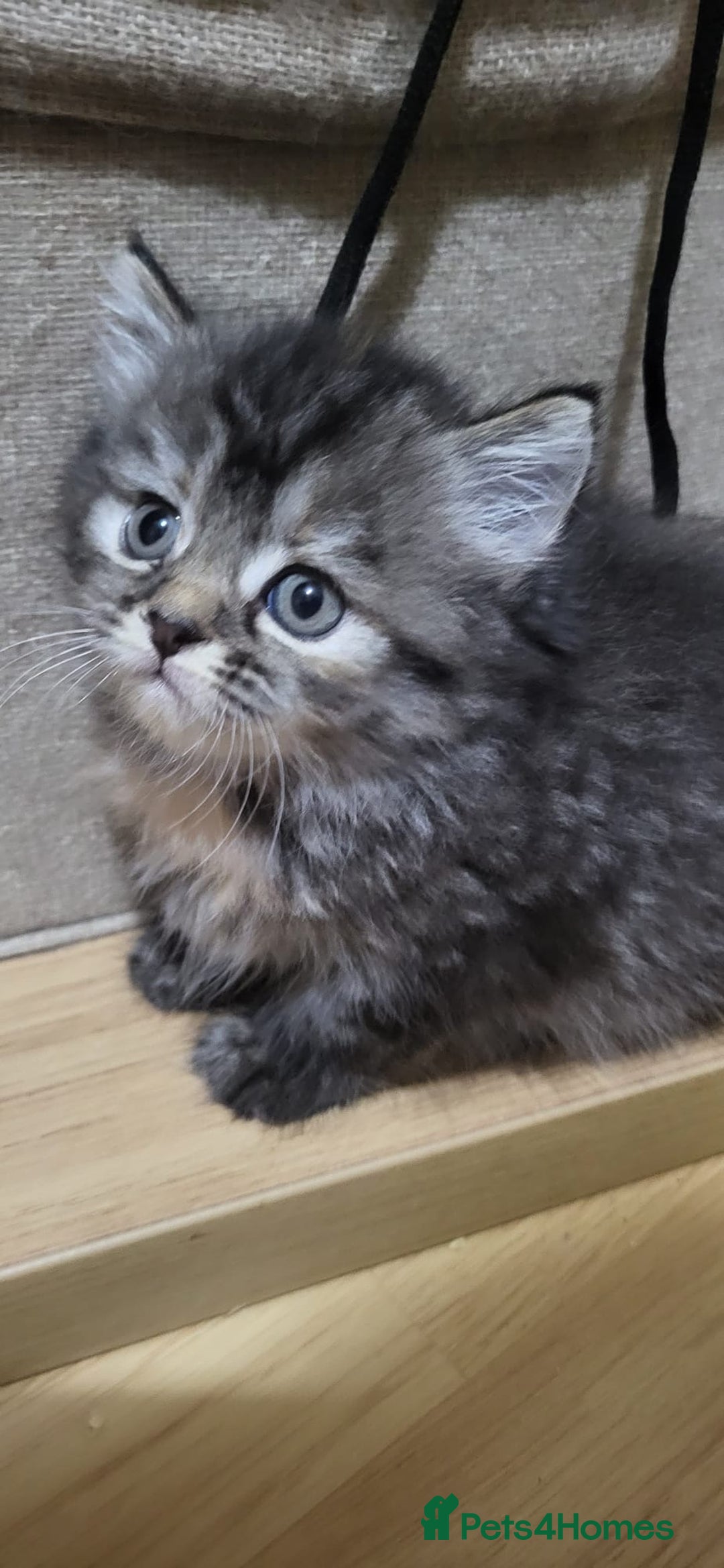 Siberian cats for sale: 9 beautiful Siberian kittens  - Image 12