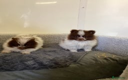 Pomeranian dogs for sale: Pomeranian  - Image 22