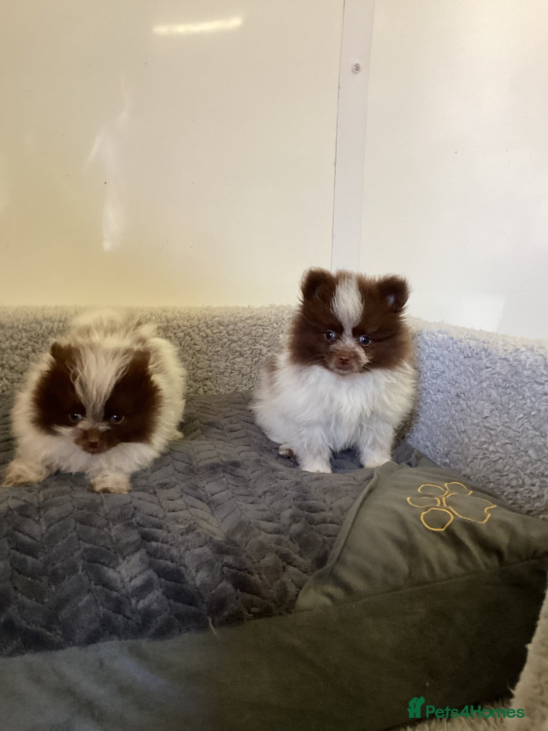Pomeranian dogs for sale: Pomeranian  - Image 22