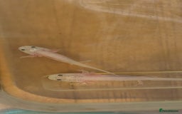 Axolotl reptiles for sale: Axalotyls for sale  - Image 2