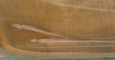 Axolotl reptiles - Advert 5