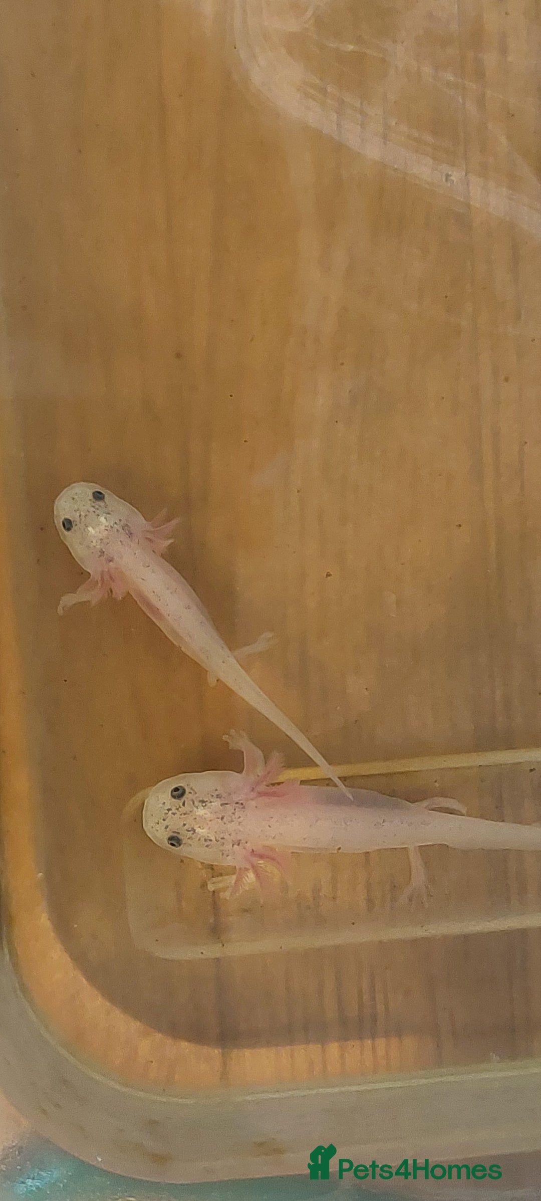 Axolotl reptiles for sale: Axalotyls for sale  - Image 2
