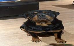 Rottweiler dogs for sale: Old fashioned big rottweiler pups  - Image 9