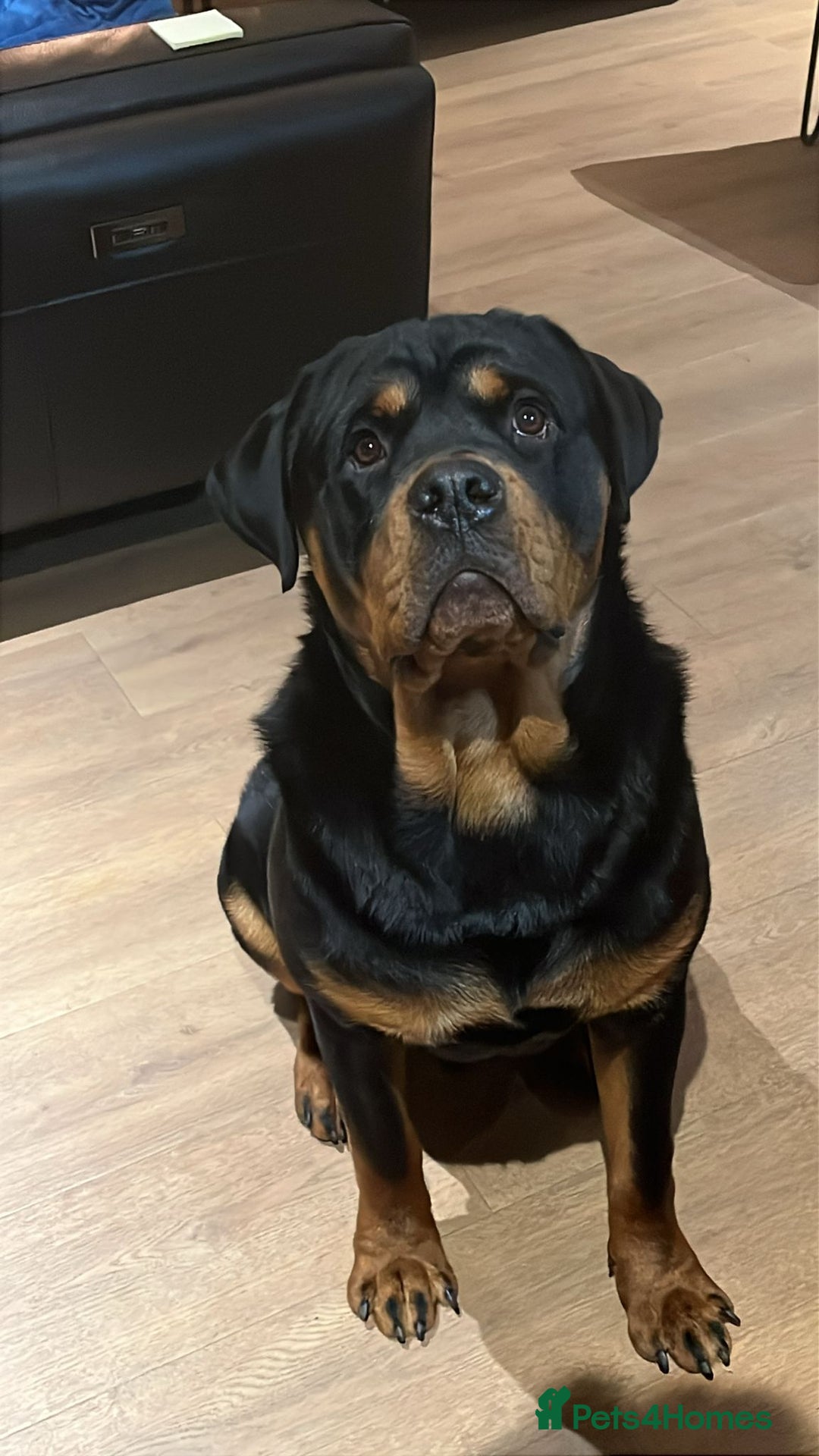 Rottweiler dogs for sale: Old fashioned big rottweiler pups  - Image 9
