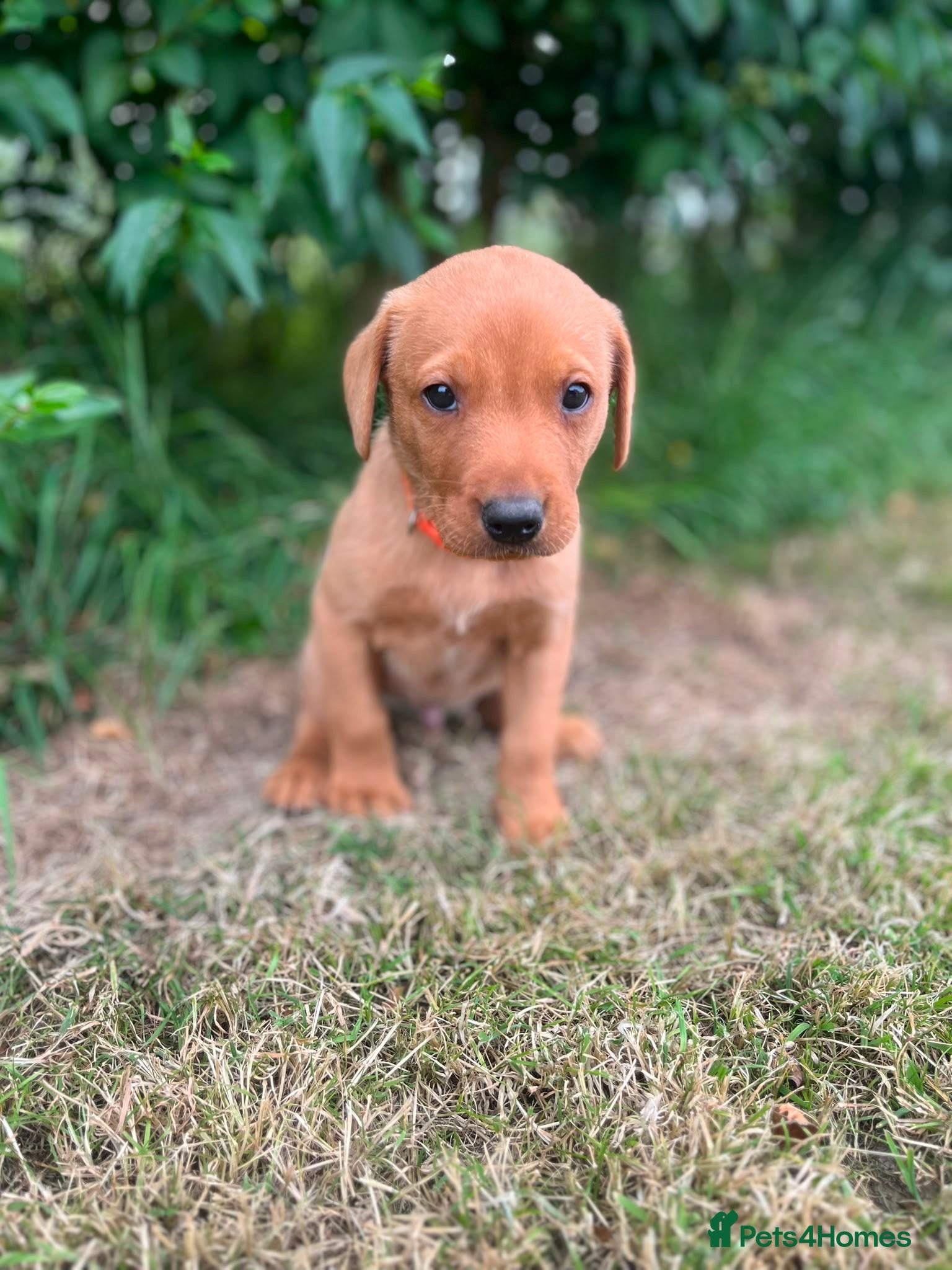 Labrador Retriever dogs 8 beautiful labradors for sale.  - Advert 2