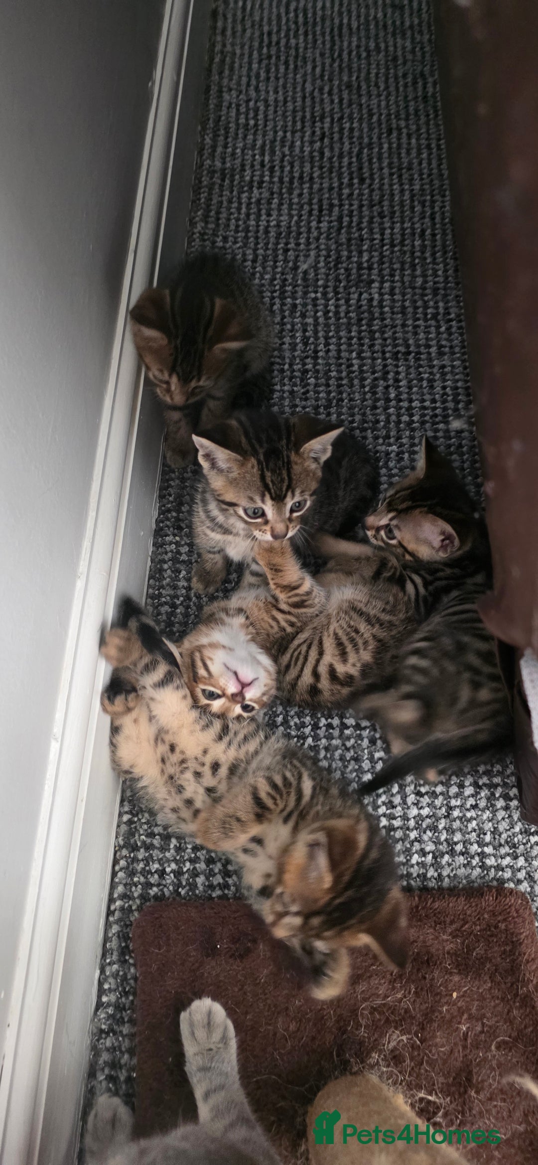 Mixed Breed cats for sale: Tabby x Bengal Kittens 🐾 - Image 15
