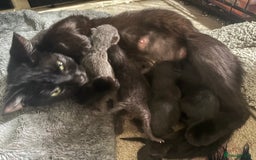 Mixed Breed cats for sale: Mixed kittens for sale  - Image 8