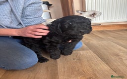 Mixed Breed dogs for sale: Male Australian Labradoodles  - Image 5