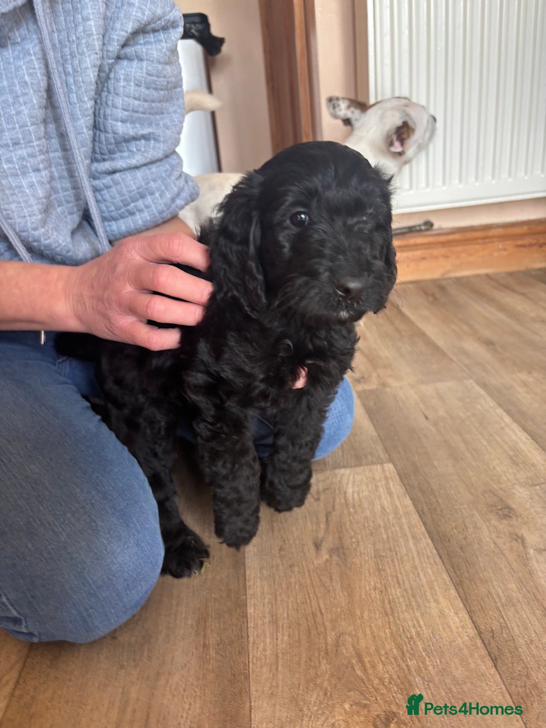 Mixed Breed dogs for sale: Male Australian Labradoodles  - Image 5