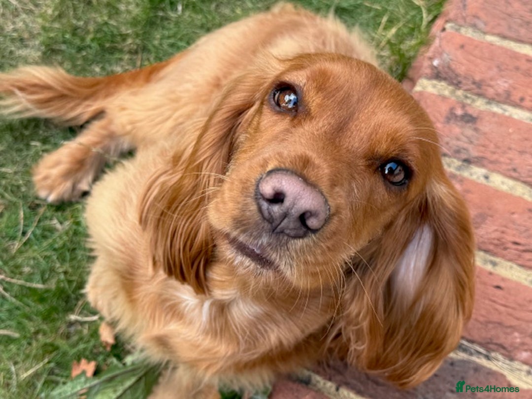 Cocker Spaniel dogs for sale: UNIQUE OPPORTUNITY TO OWN A 4 MONTH TRAINED PUPPY! in Ottery Saint Mary - Image 7