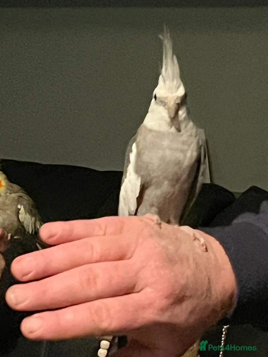 Cockatiels birds for sale: 2 beautiful cockatiels - Advert 2