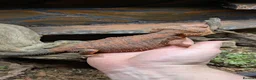 Bearded Dragon reptiles for sale: Red Male Bearded Dragon for sale  - Advert 3