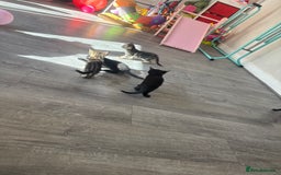 Mixed Breed cats for sale: Last 2 beautiful black marked kittens READY NOW - Image 12