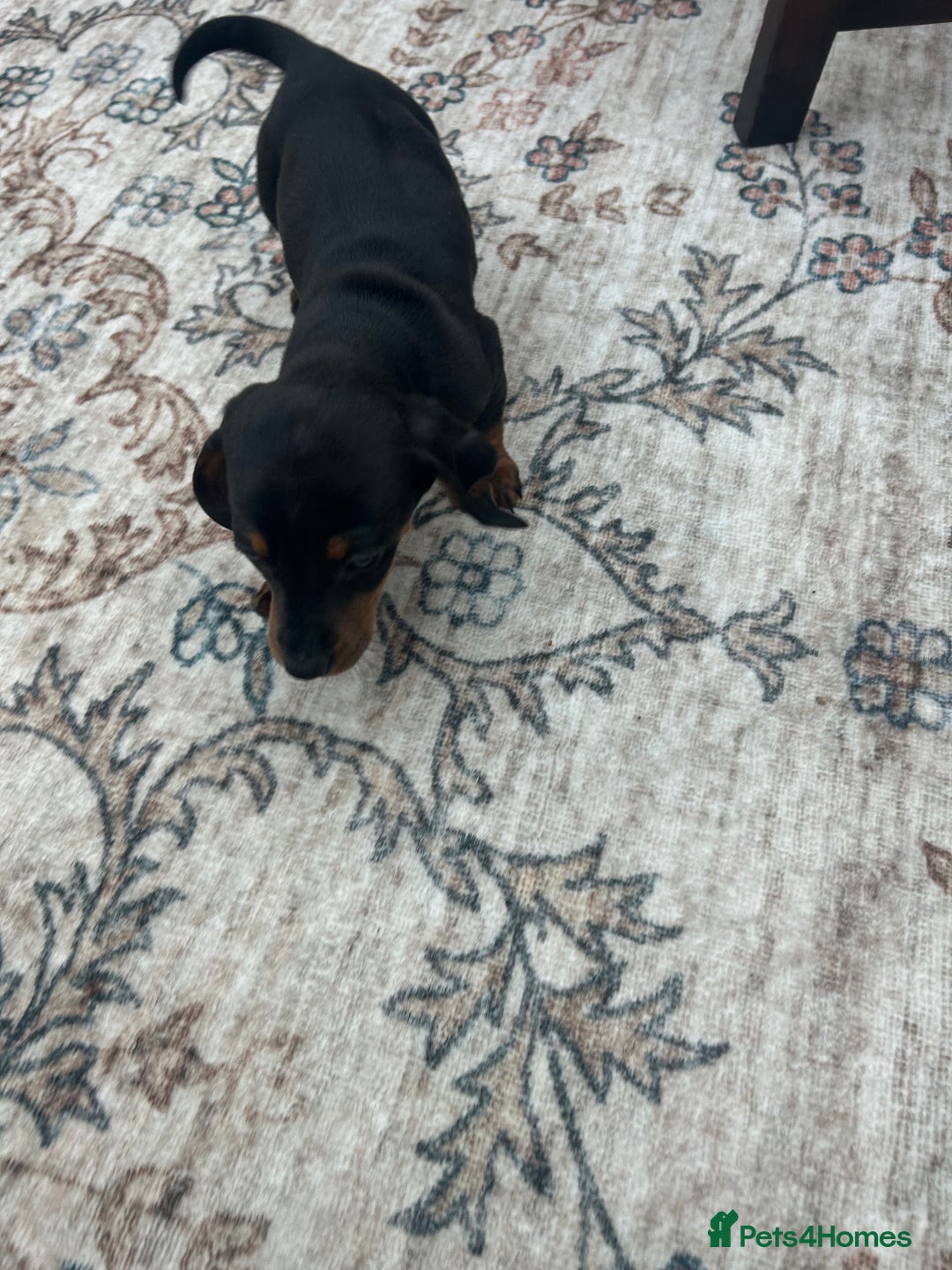 Miniature Dachshund dogs for sale: Miniature dachshund puppy’s  - Advert 9