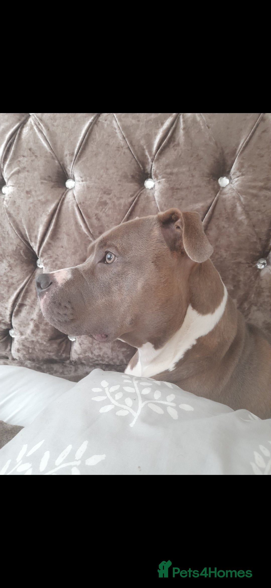 Mixed Breed dogs for sale: Coco / Mrs pop - Image 4