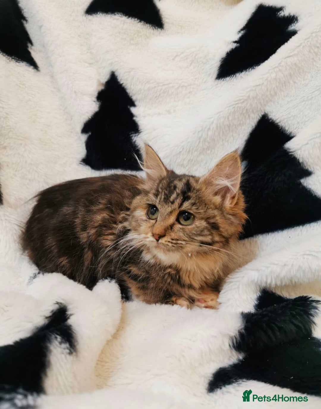 Mixed Breed cats for sale: Maine Coon Kittens - Advert 3