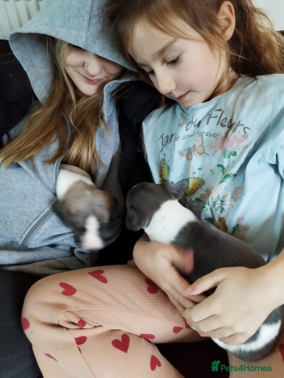 Whippet dogs for sale: Beautiful KC registered whippet puppies  - Advert 9