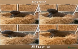 Shar Pei dogs for sale: Shar pei pups 🐶 Rainbow 🌈 litter  - Image 3