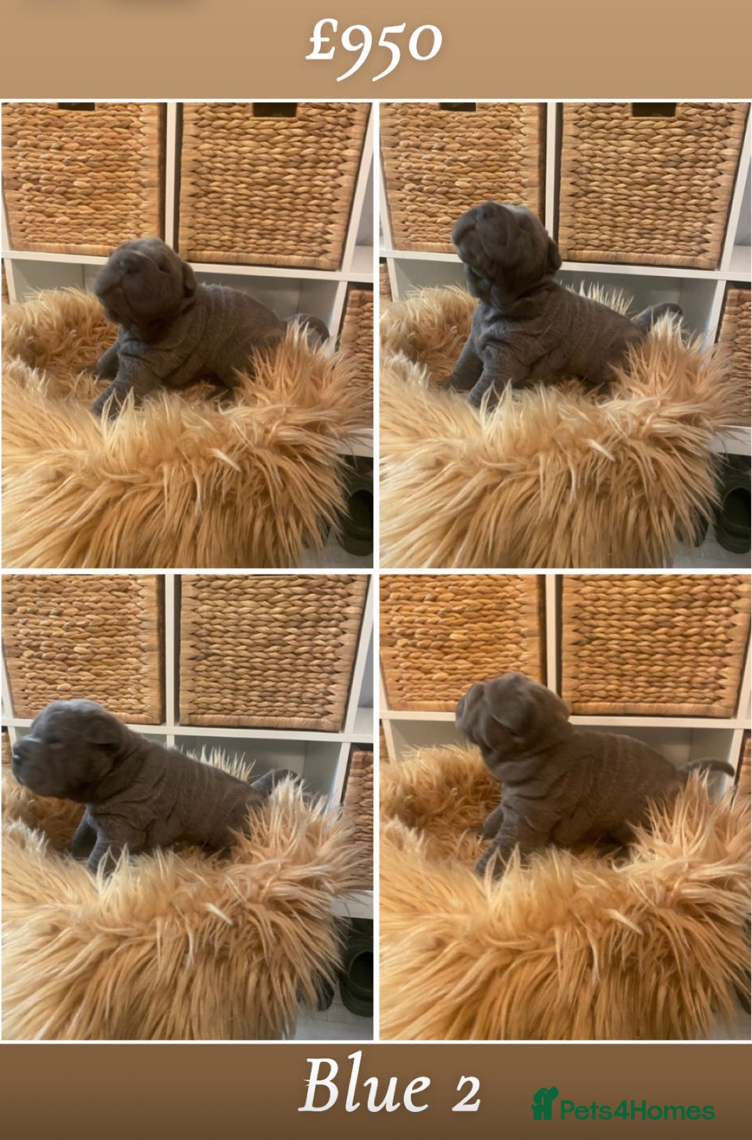 Shar Pei dogs for sale: Shar pei pups 🐶 Rainbow 🌈 litter  - Image 3