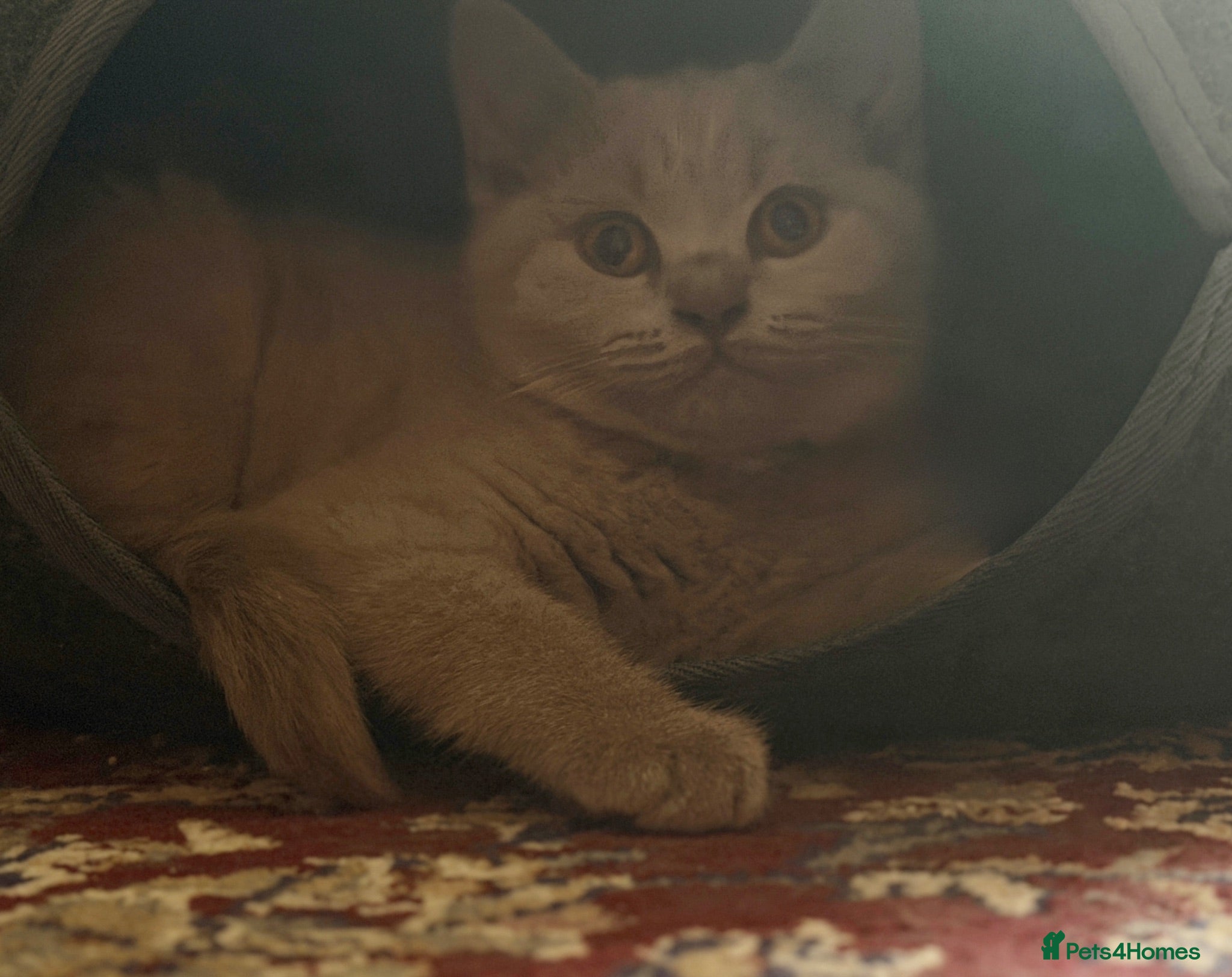 British Shorthair cats Ready to collect now! - GCCF BSH kittens!  - Advert 2