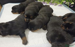 Rottweiler dogs for sale: Purebred Rottweiler Puppies Family Raised! 🐾 - Image 4
