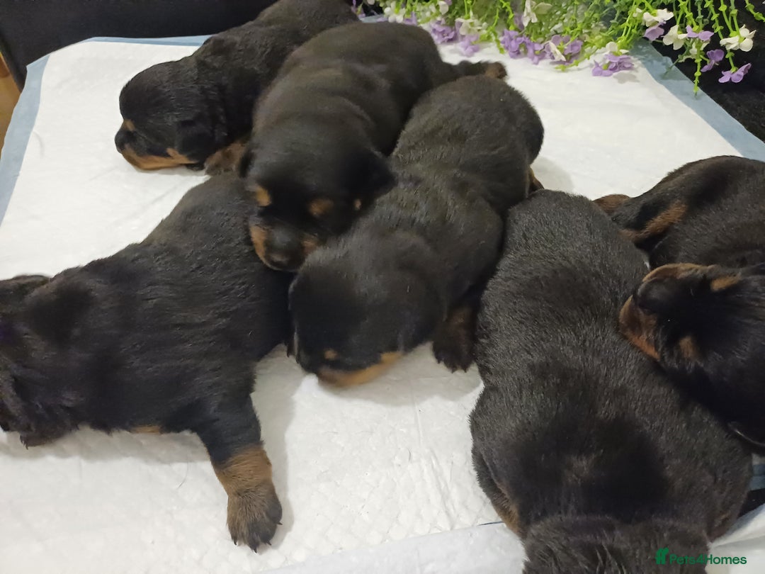 Rottweiler dogs for sale: Purebred Rottweiler Puppies Family Raised! 🐾 - Image 4