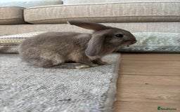 Mini Lop rabbits for sale: 2 grey mini lip boys  - Image 4