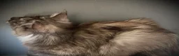 Maine Coon cats for sale: Maine Coon TICA registered Active Female  - Advert 6