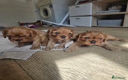 Cavalier King Charles Spaniel dogs for sale: Ruby cavalier king charles puppies  - Image 1