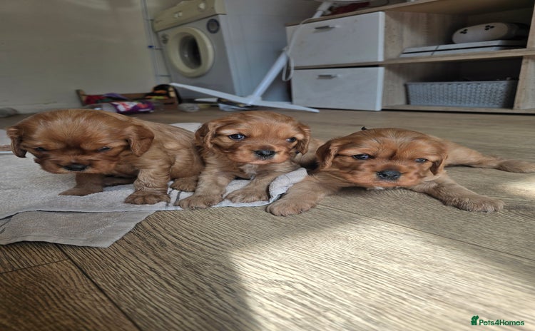 Cavalier King Charles Spaniel dogs - Advert 7
