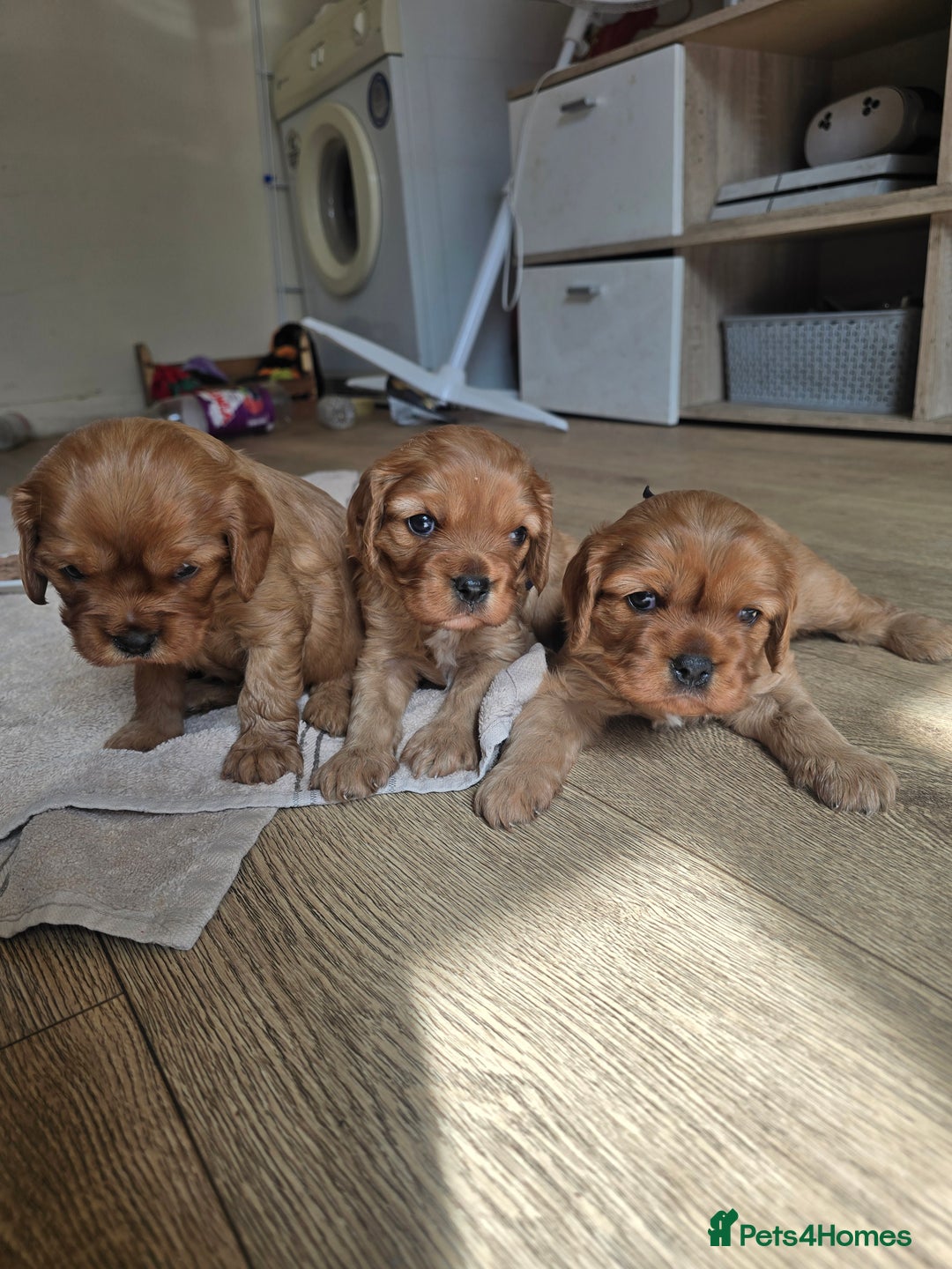 Cavalier King Charles Spaniel dogs for sale: Ruby cavalier king charles puppies  - Image 1