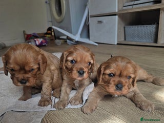 Cavalier King Charles Spaniel dogs - Advert 11