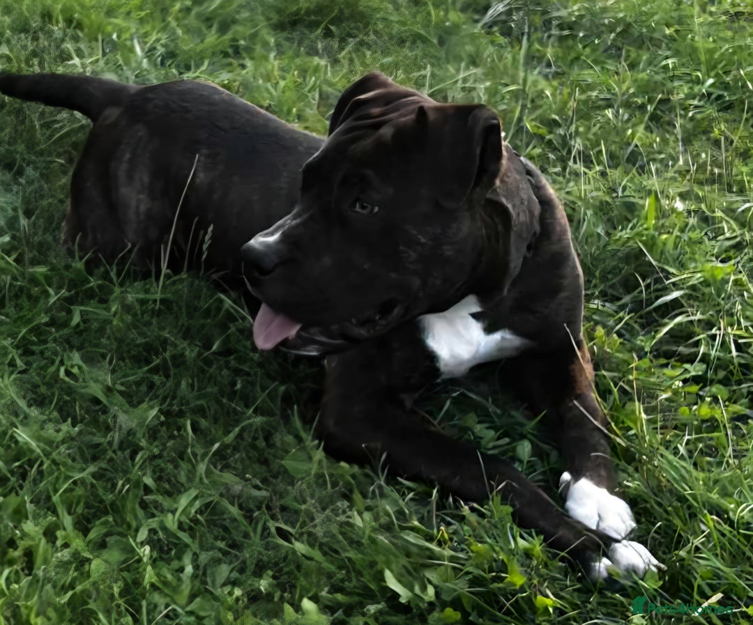 Mixed Breed dogs for sale: American bulldog  - Advert 1