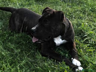 Mixed Breed dogs American bulldog - Advert 14