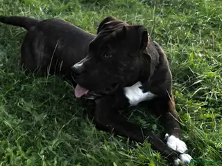 Mixed Breed dogs American bulldog - Advert 2